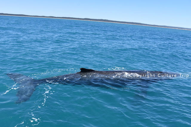 Baleine à bosse