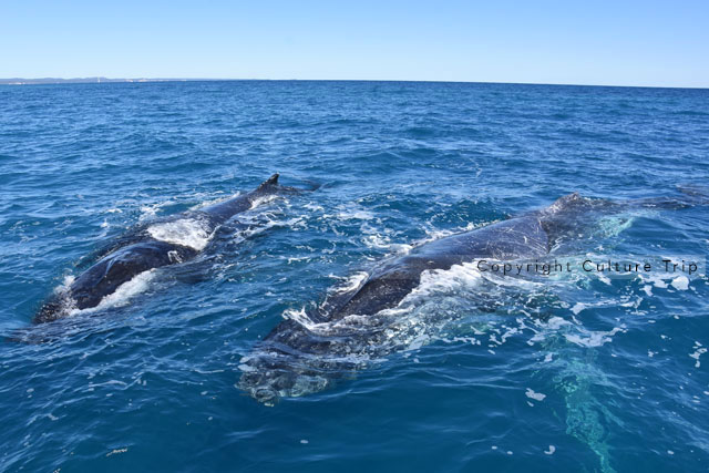 Baleine