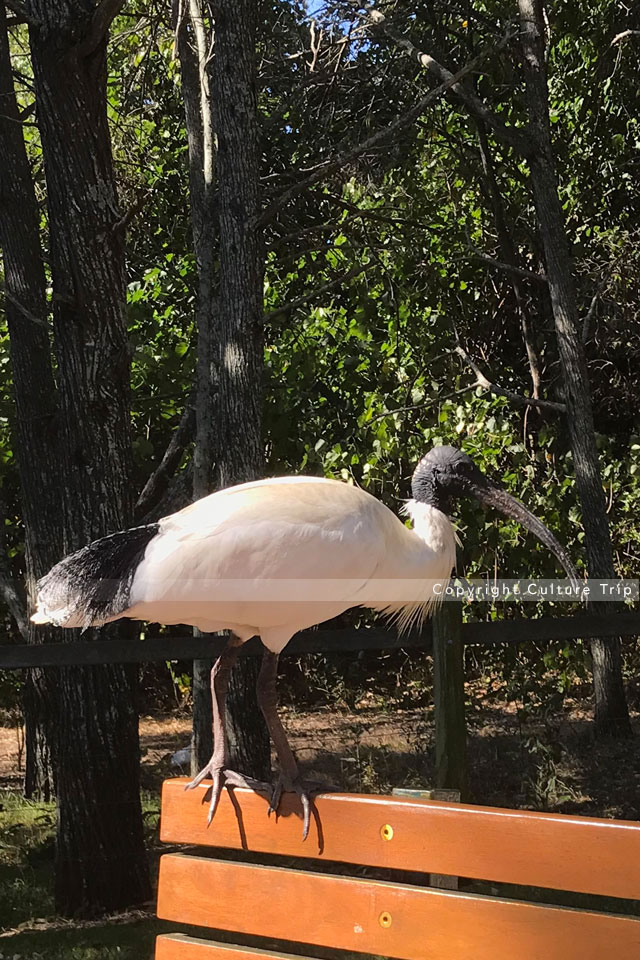 Ibis