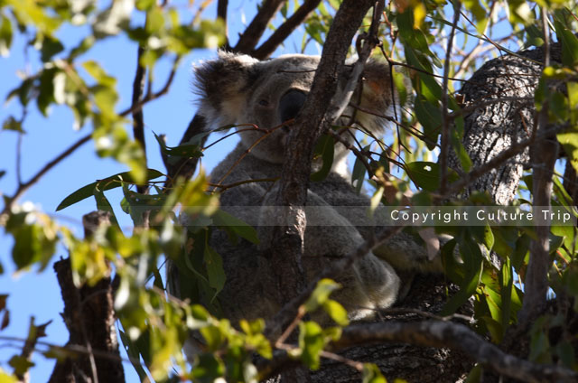 Koala