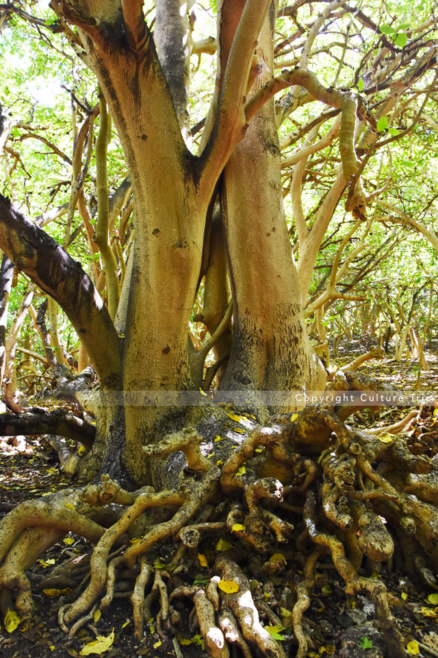 Pisonia