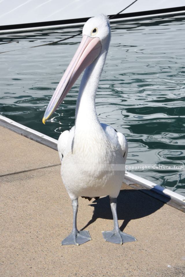 Pélican à lunettes