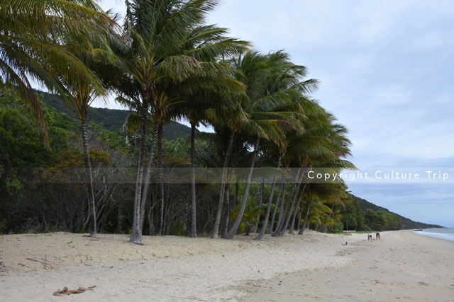 Ellis Beach