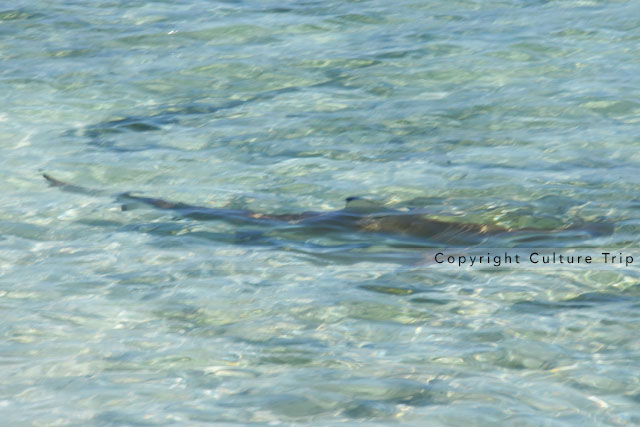 Requin des récifs