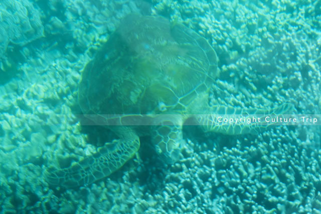 Tortue