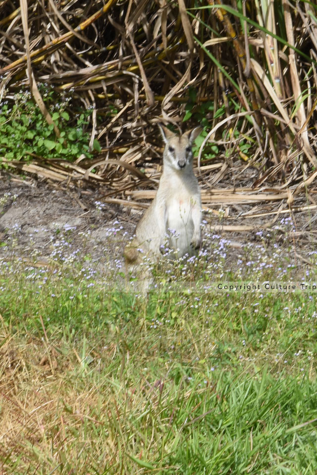Wallaby