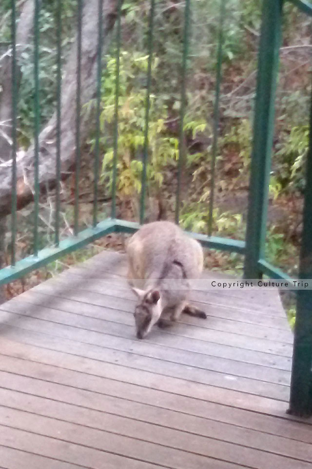 Wallaby