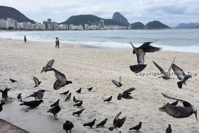 Pigeons
