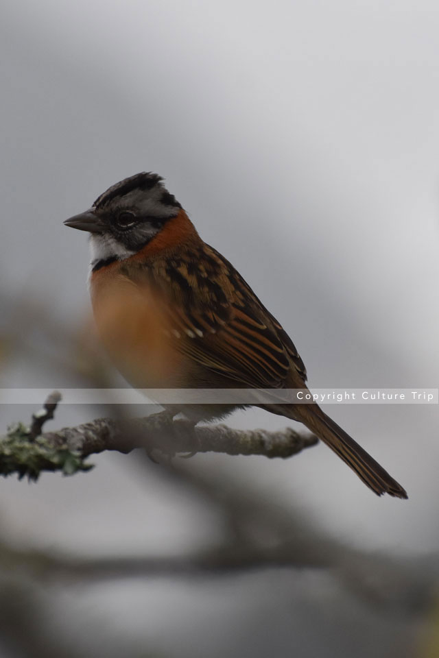Oiseaux