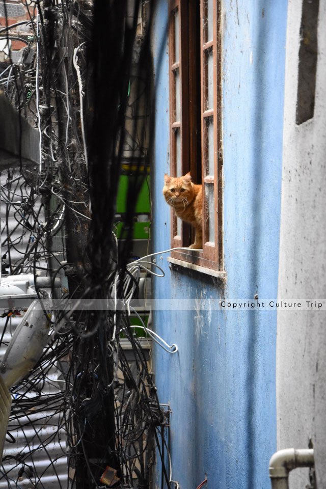 Chat à Vila Canoas