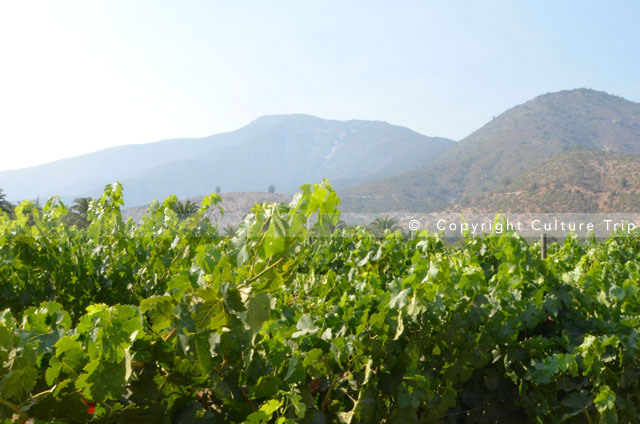 La Route des vins