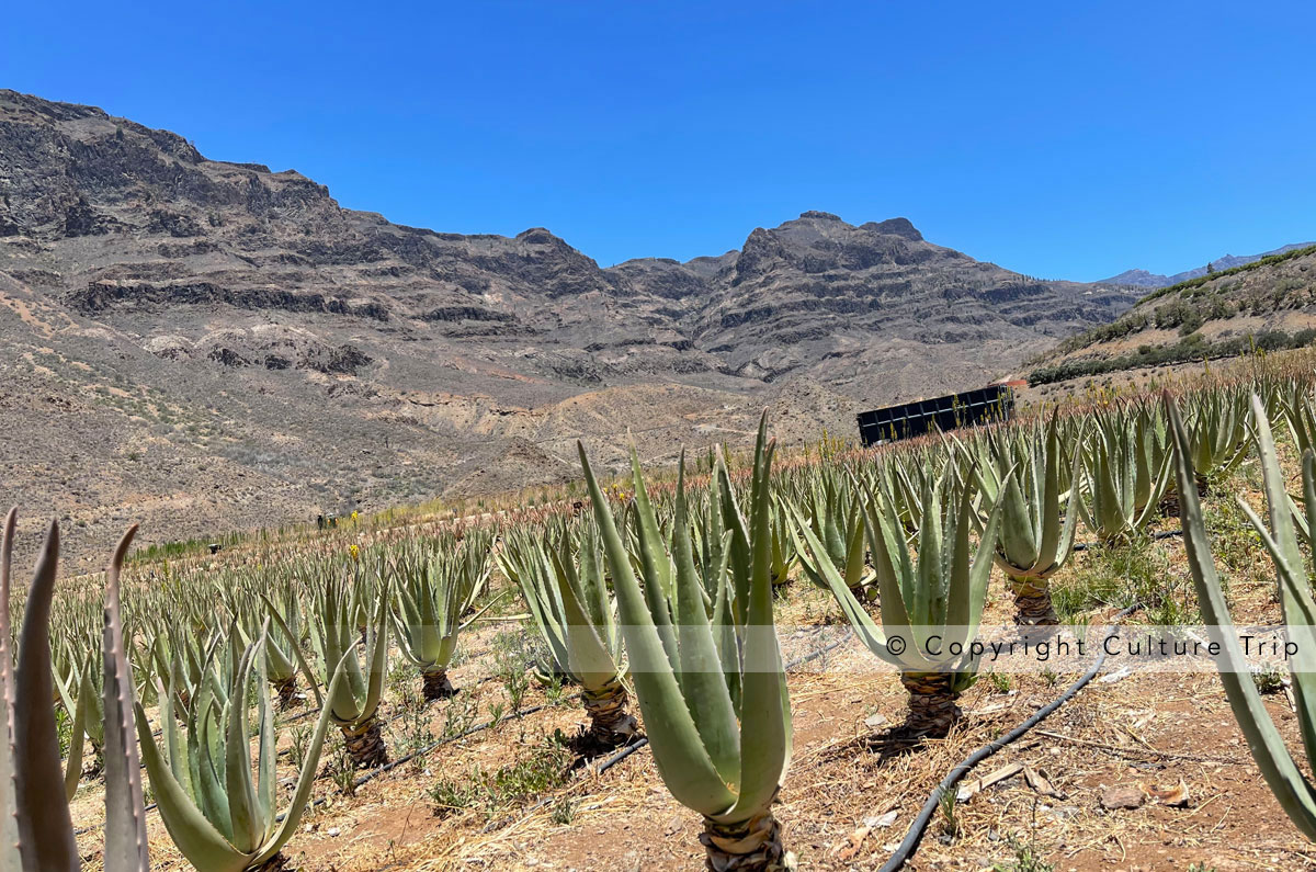 Plantation d'aloe vera