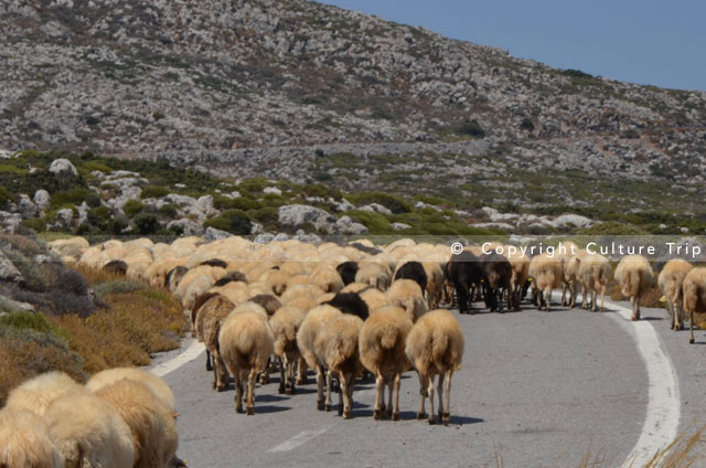 Moutons