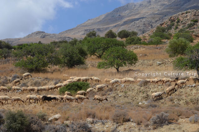 Moutons
