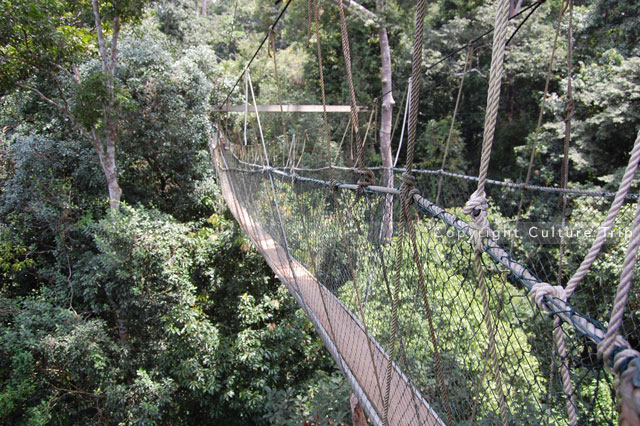 Pont de singe