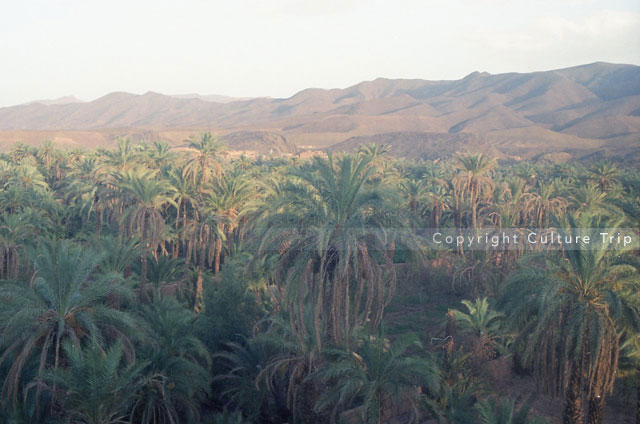 Palmeraie