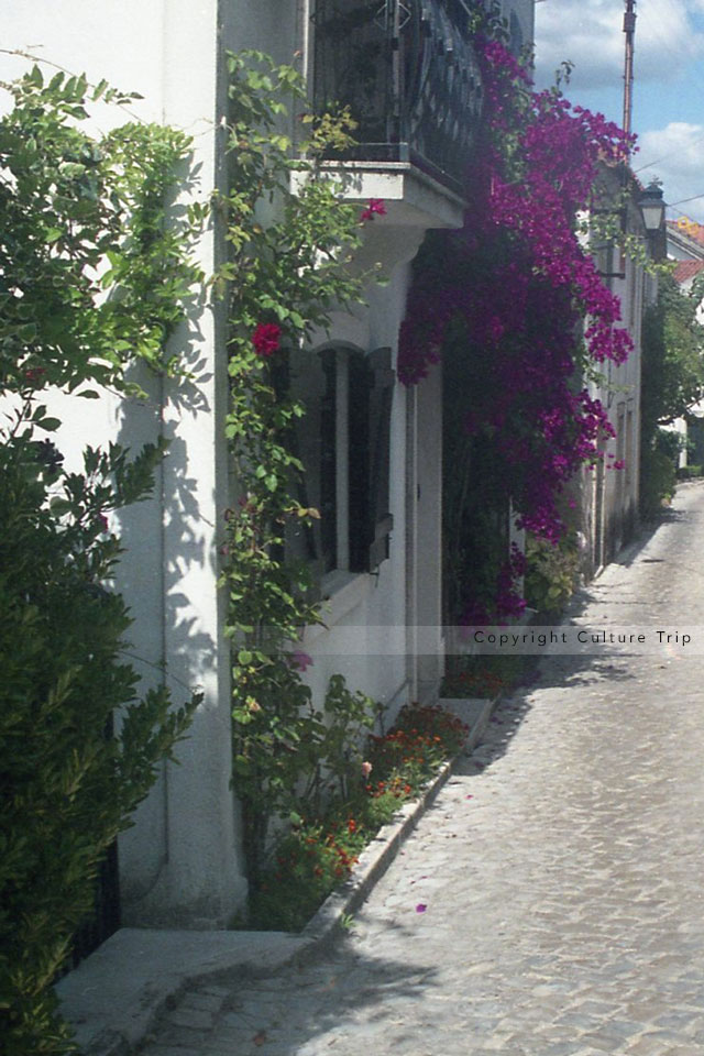 Bougainvilliers